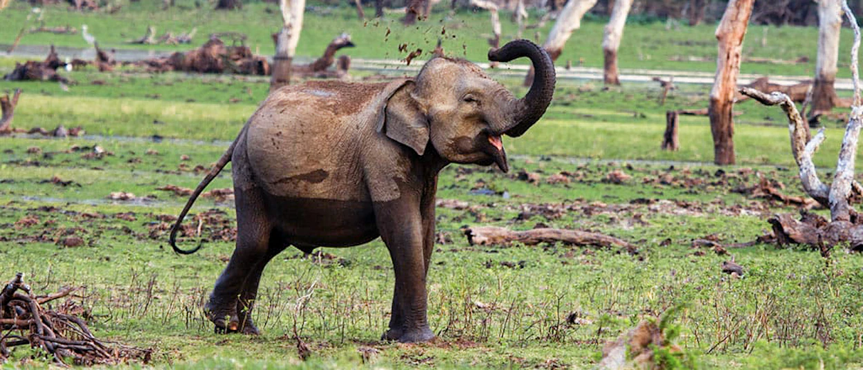 A muddy elephant playfully sprays water or mud over its head in Yala National Park.