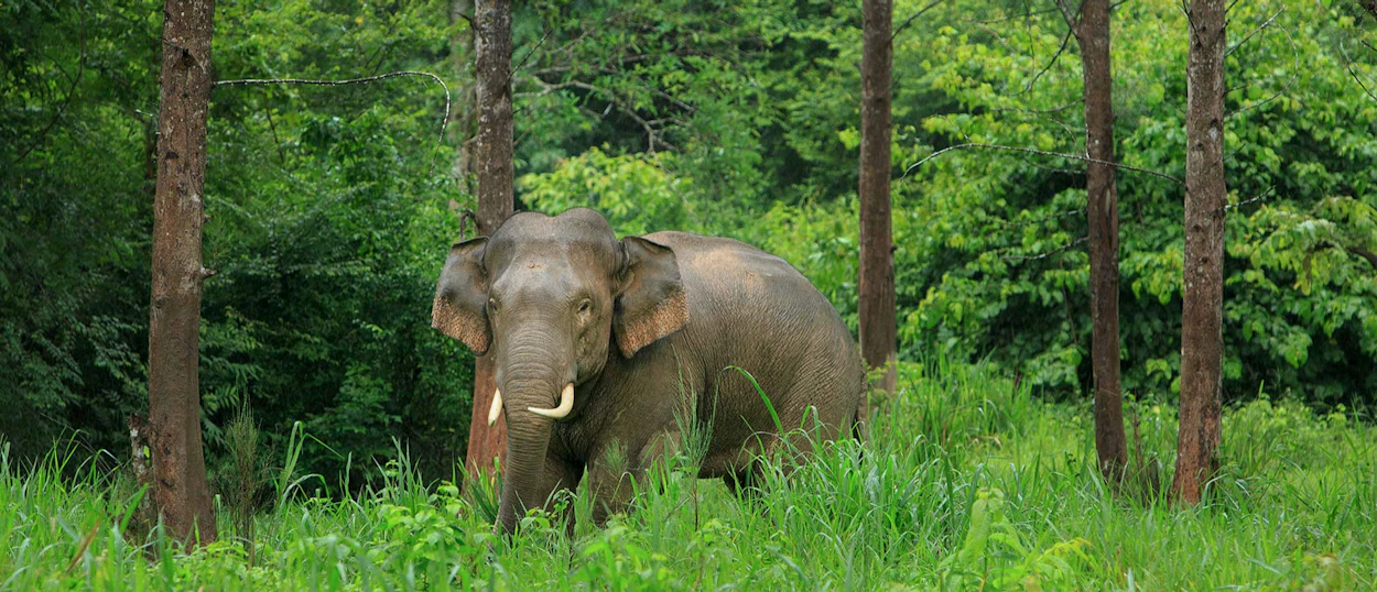 A majestic elephant with tusks stands among tall trees and lush green foliage in Chiang Mai.