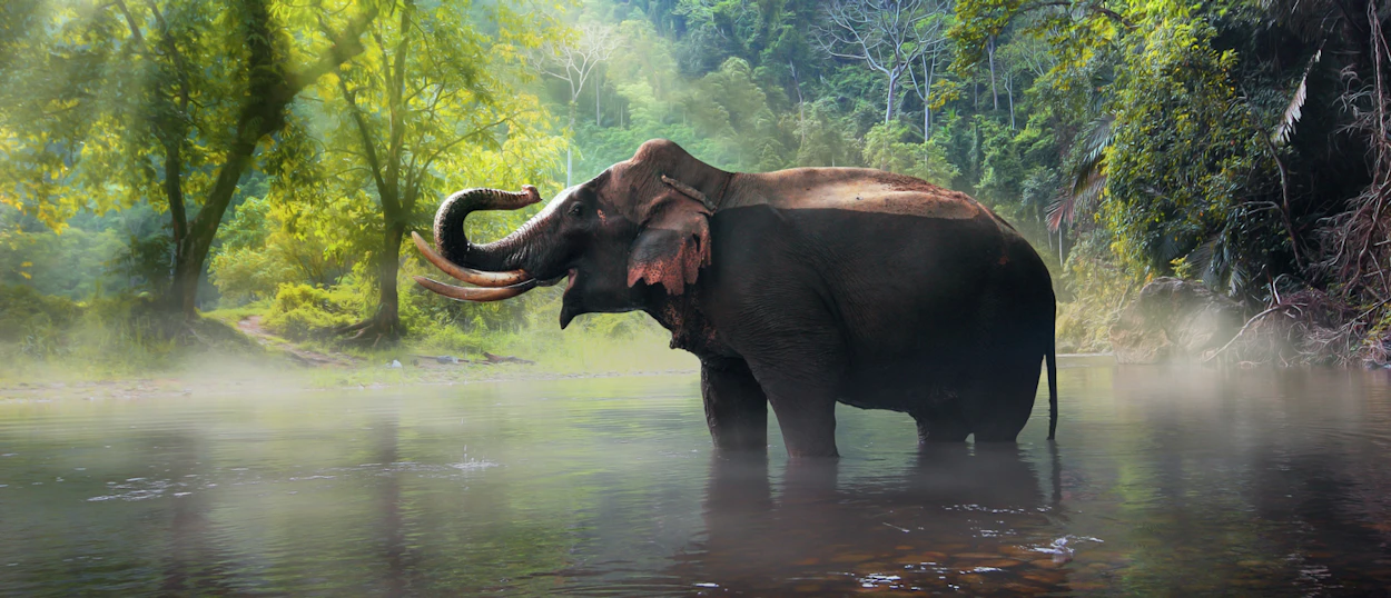 A majestic elephant with tusks stands in a misty river surrounded by lush jungle in Chiang Mai.