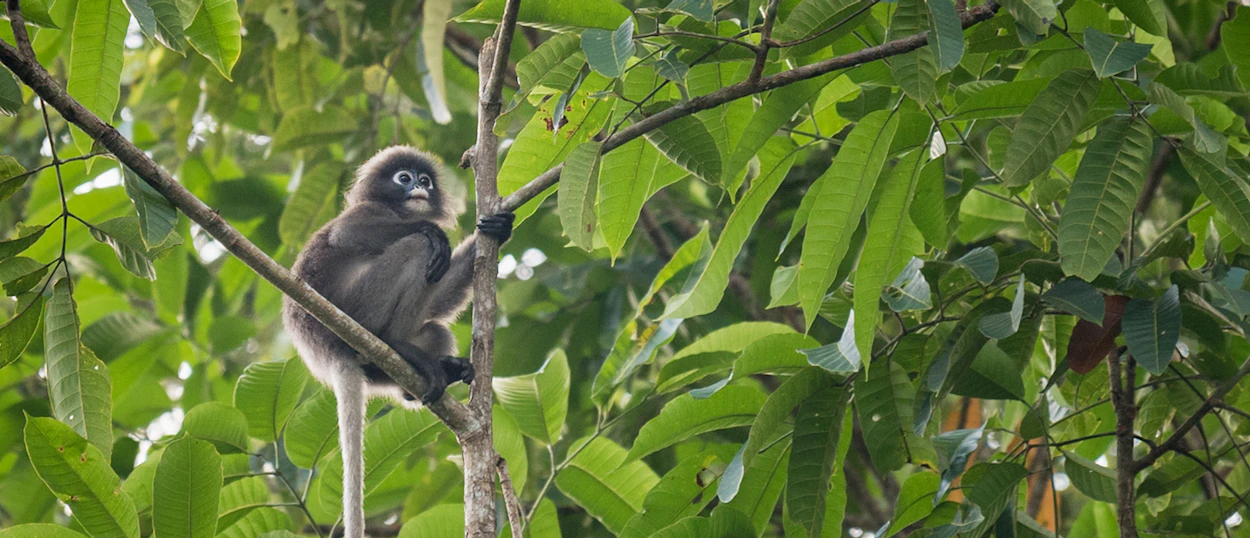 A dusky leaf monkey with distinctive white rings around its eyes sits on a tree branch.