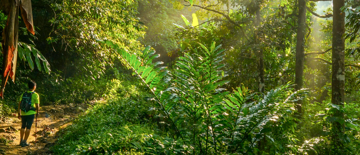 A hiker with a backpack walks through a sun-dappled, lush jungle path in Cuc Phuong National Park.